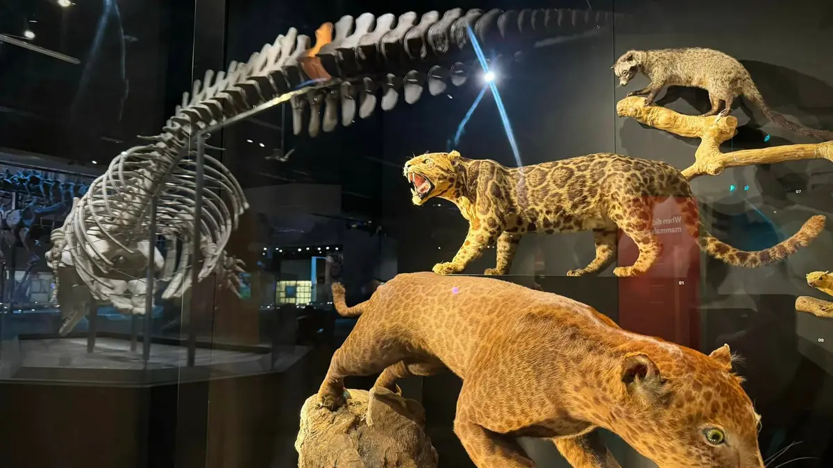 Lee Kong Chian Natural History Museum — Lee Kong Chian Natural History Museum, Singapore — interior gallery