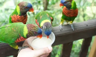 Interior of a walk-through aviary at Bird Paradise Singapore with birds in flight above the path