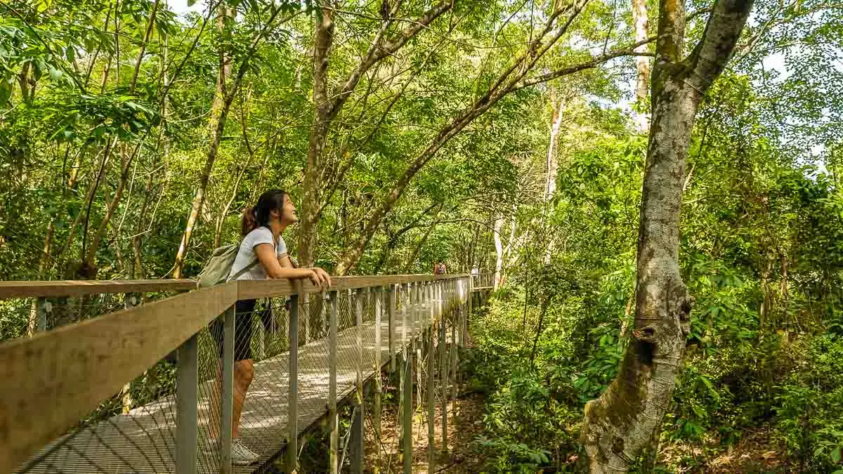 Windsor Nature Park — Windsor Nature Park, Singapore — drongo boardwalk