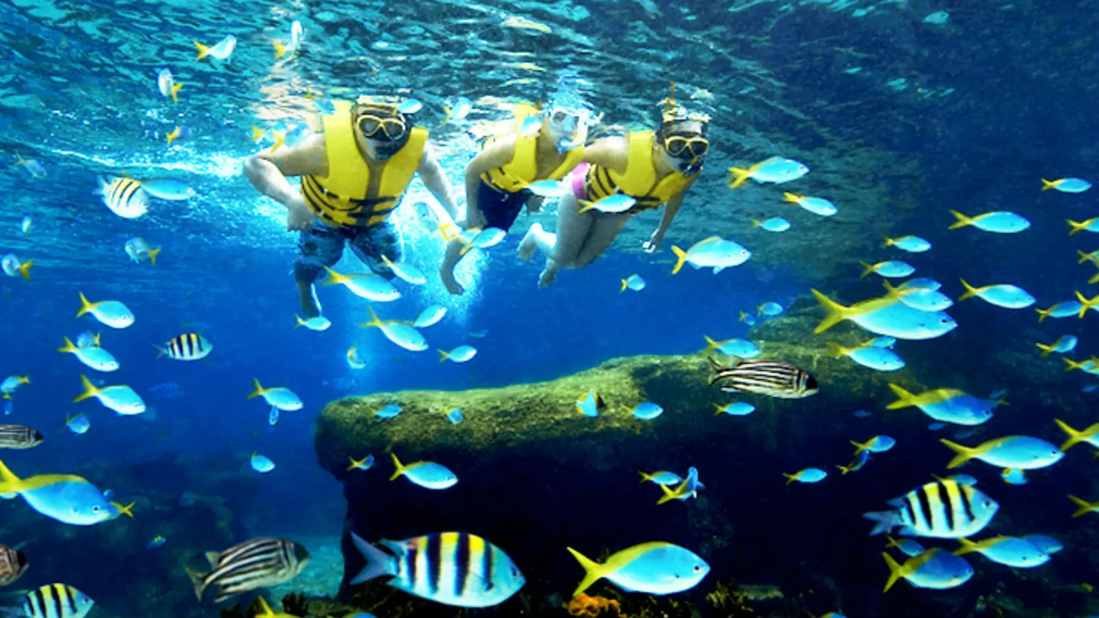 Adventure Cove Waterpark — Adventure Cove Waterpark™, Singapore is the perfect place to have fun with loved ones.